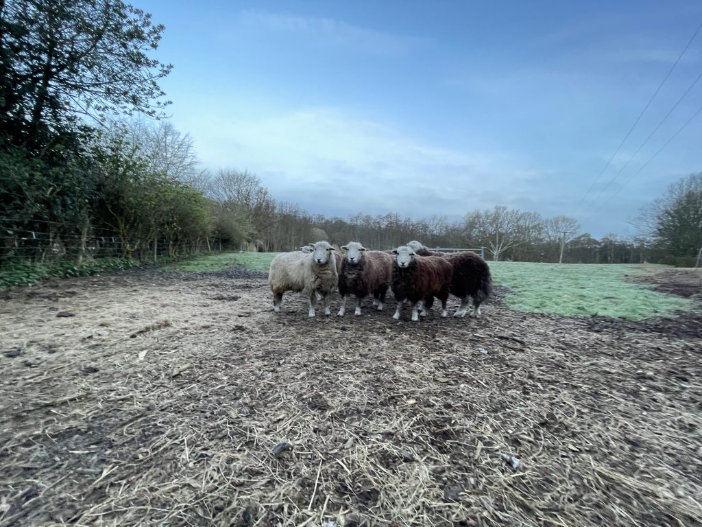 highclere kitchen garden herdwick sheep standing in field