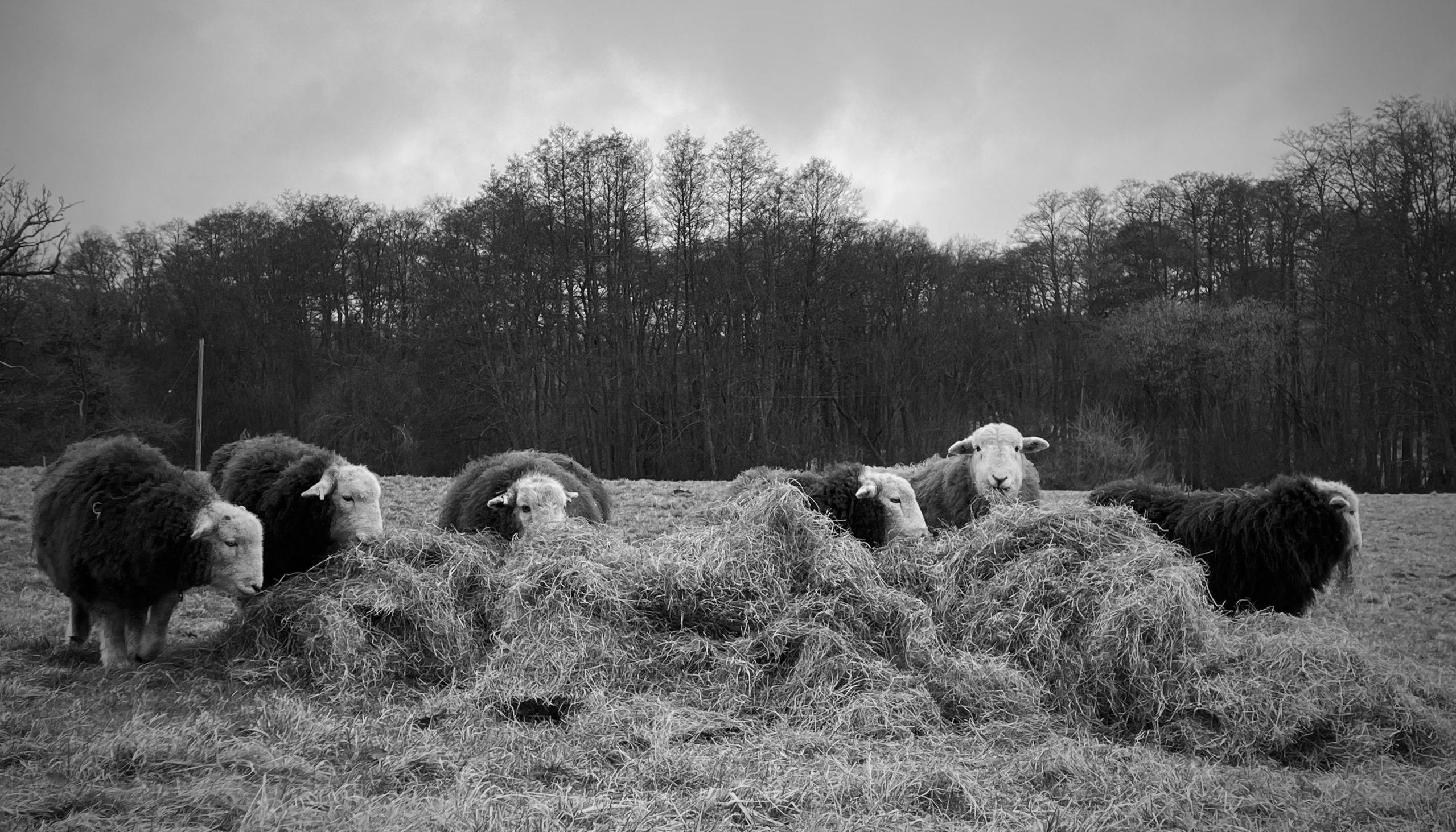 the biscuit tin handmade flock of Herdwick sheep